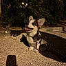 Lyra a rejoint le concours — aidez-le/la à gagner de superbes lots ! dog, puppy, corgi, night, sidewalk, shadow, leash, collar, tongue_out, ears_up, streetlight, bushes, car, outdoor, pet, animal, cute, happy, walking, dark
