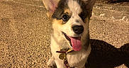 Lyra participe au concours pour gagner de l'argent avec cette photo : dog, puppy, corgi, outdoor, night, leash, tongue_out, smiling, pet, animal, cute, fur, ears, collar, pavement, shadow, greenery, happy, small_dog, walking