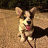 dog, puppy, corgi, outdoor, night, leash, tongue_out, smiling, pet, animal, cute, fur, ears, collar, pavement, shadow, greenery, happy, small_dog, walking