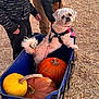 Daisy joined the competition — help win amazing prizes! dog, wagon, pumpkin, autumn, outdoor, straw, person, clothing, leash, harness, pet, fall, festival, harvest, curious, animal, seasonal, orange, yellow, casual