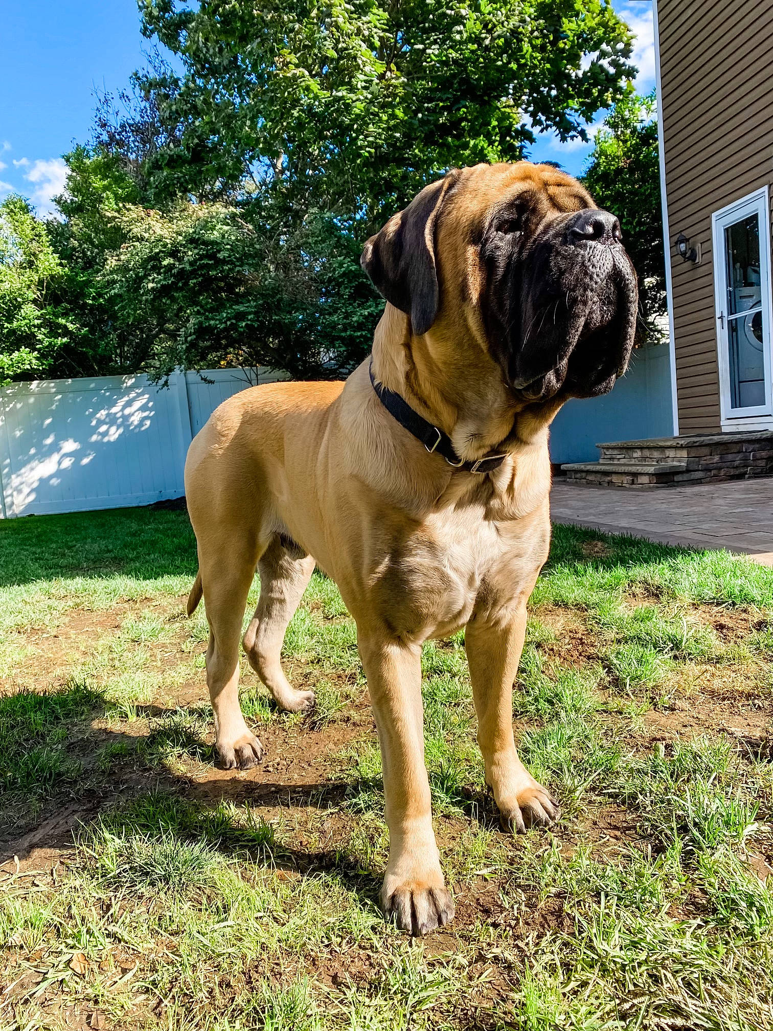 Mudge joined the competition — help win amazing prizes! building, bulldog, canidae, carnivore, collar, companion_dog, dog, dog_breed, dog_collar, fawn, grass, molosser, plant, sky, snout, sporting_group, tree, window, working_animal, wrinkle