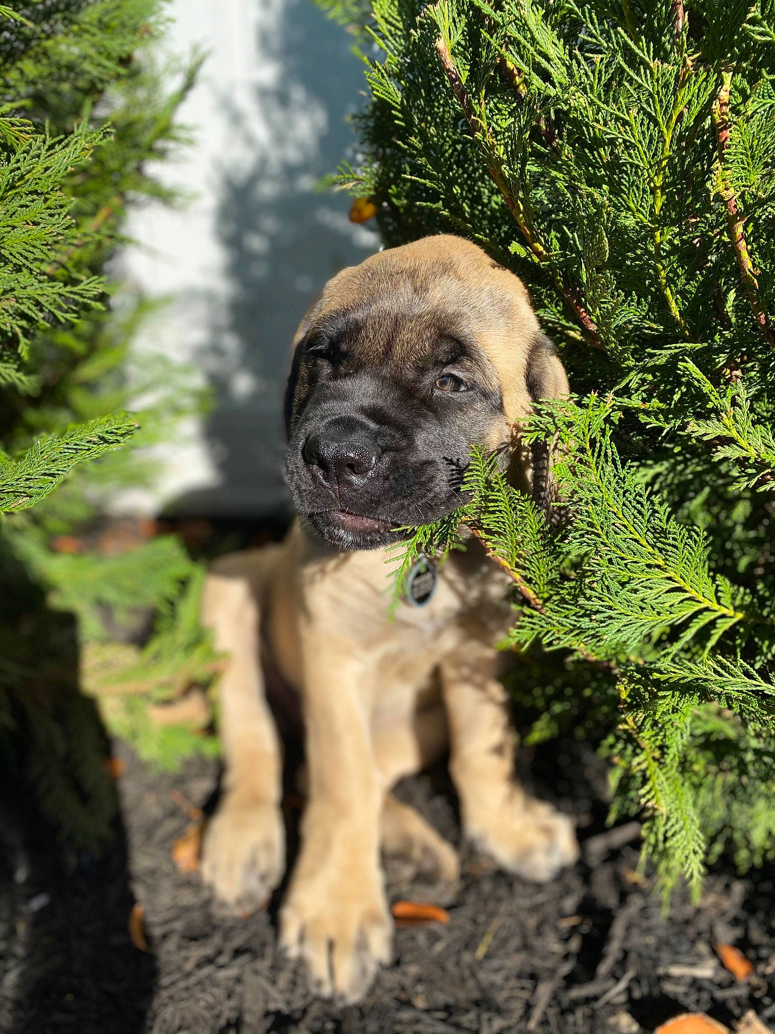 Mudge joined the competition — help win amazing prizes! canidae, carnivore, companion_dog, dog, dog_breed, fawn, grass, groundcover, landscape, plant, pug, snout, soil, sporting_group, terrestrial_animal, terrestrial_plant, toy_dog, tree, working_animal, wrinkle