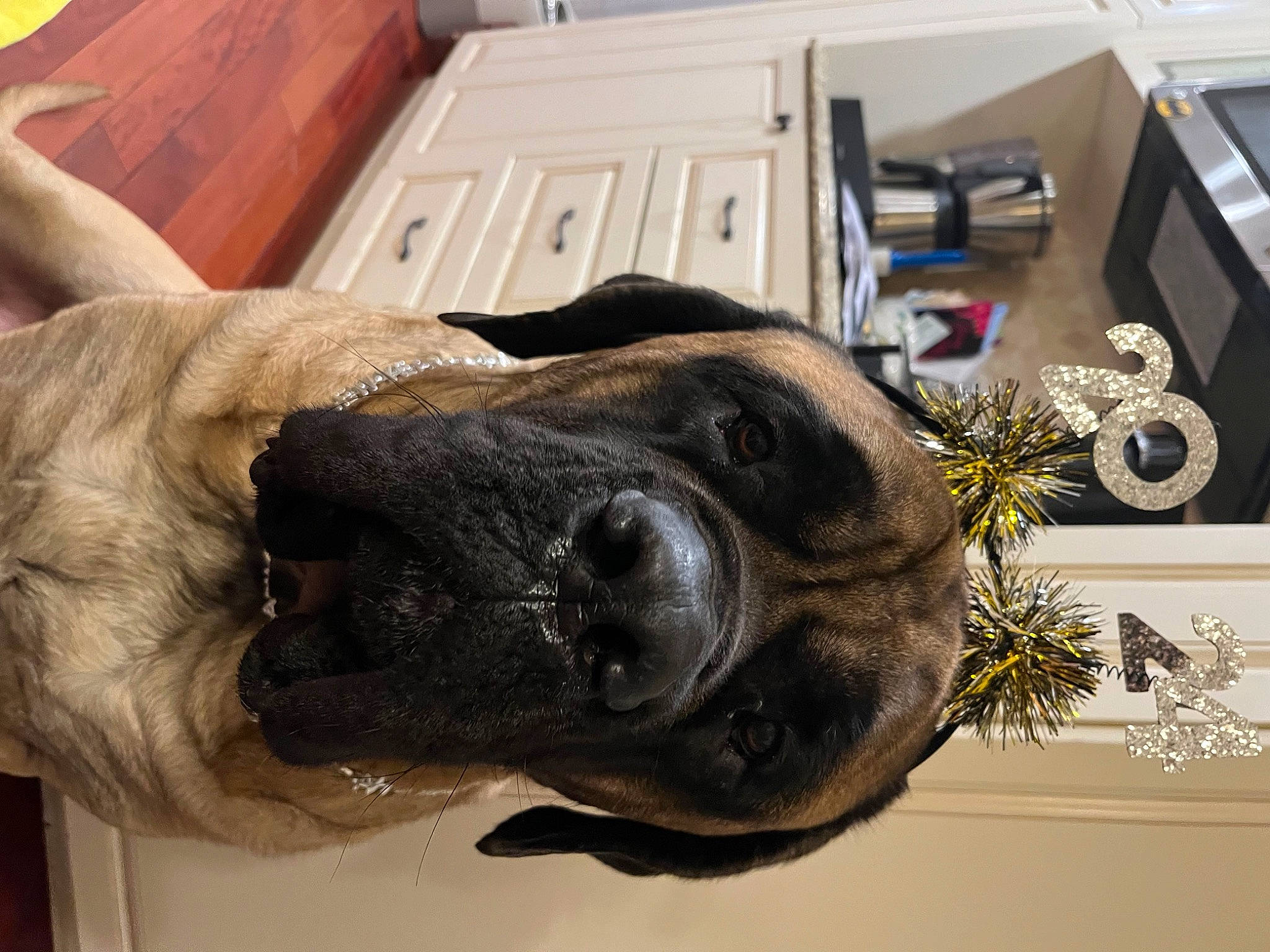 Mudge is registered to the contest to win money with this photo: canidae, carnivore, collar, companion_dog, dog, dog_breed, dog_collar, ear, fawn, fur, jaw, liver, natural_material, snout, sporting_group, terrestrial_animal, vertebrate, wood, working_animal, wrinkle