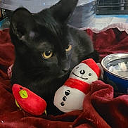 Jack Black is registered to the contest to win money with this photo: animal, black_cat, blanket, cat, closeup, cozy, cute, domestic_animal, feline, home, indoor, pet_bowl, plush_toy, red_bird_toy, relaxing, resting, snowman_toy, soft_toys, warm_colors, yellow_eyes