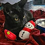 animal, black_cat, blanket, cat, closeup, cozy, cute, domestic_animal, feline, home, indoor, pet_bowl, plush_toy, red_bird_toy, relaxing, resting, snowman_toy, soft_toys, warm_colors, yellow_eyes