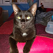 Baguera a rejoint le concours — aidez-le/la à gagner de superbes lots ! black_cat, cat, pet, animal, indoor, feline, yellow_eyes, blanket, sofa, relaxed, domestic_animal, fur, whiskers, ears, muzzle, paw, household, cozy, companion, dog_in_background