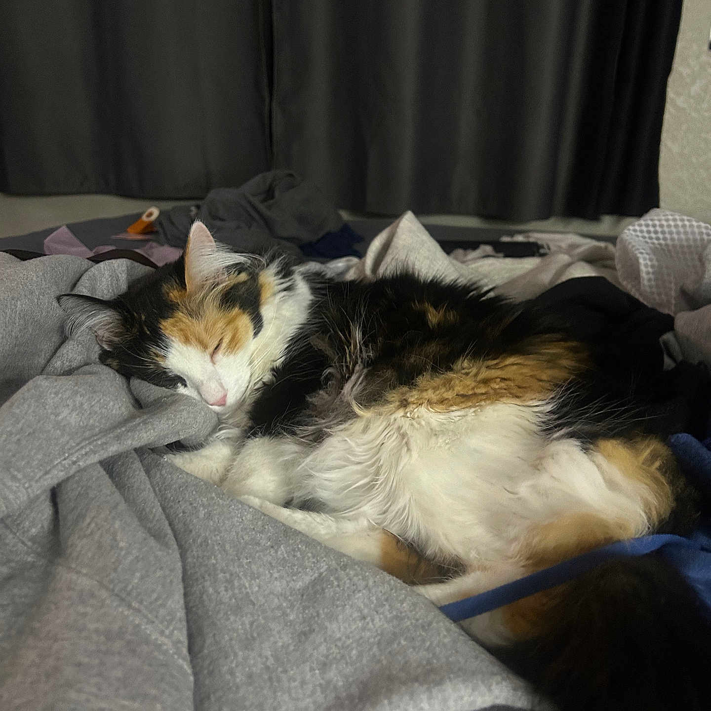 Pumpkin is registered to the contest to win money with this photo: cat, calico_cat, sleeping, fur, indoor, blanket, clothes, cozy, resting, pet, cute, domestic_animal, feline, soft, comfort, animal, mammal, relaxation, bedroom, nap