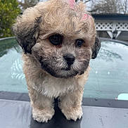 Koko is registered to the contest to win money with this photo: puppy, dog, bow, fluffy, cute, outdoor, pet, animal, fur, small, young, adorable, face, ears, black_nose, standing, closeup, nature, tree, fence