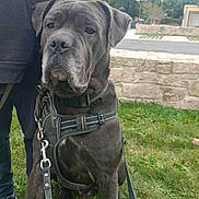 Sirius participe au concours pour gagner de l'argent avec cette photo : dog, large_dog, black_dog, harness, leash, grass, person, outdoor, stone_wall, trees, sidewalk, shoes, jacket, daytime, calm, pet, obedient, canine, nature, park