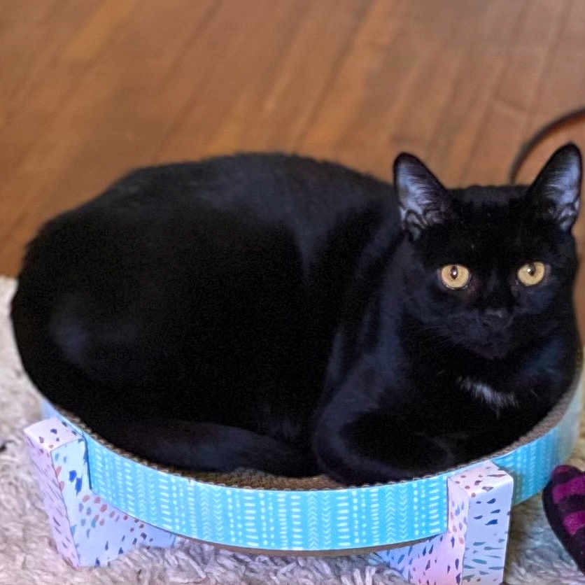 Cocopuff is registered to the contest to win money with this photo: animal, bed, black_cat, cat, circular_bed, colorful, cozy, cute, domestic_cat, ears, floor, fur, golden_eyes, indoor, pet, relaxed, resting, rug, toy, whiskers