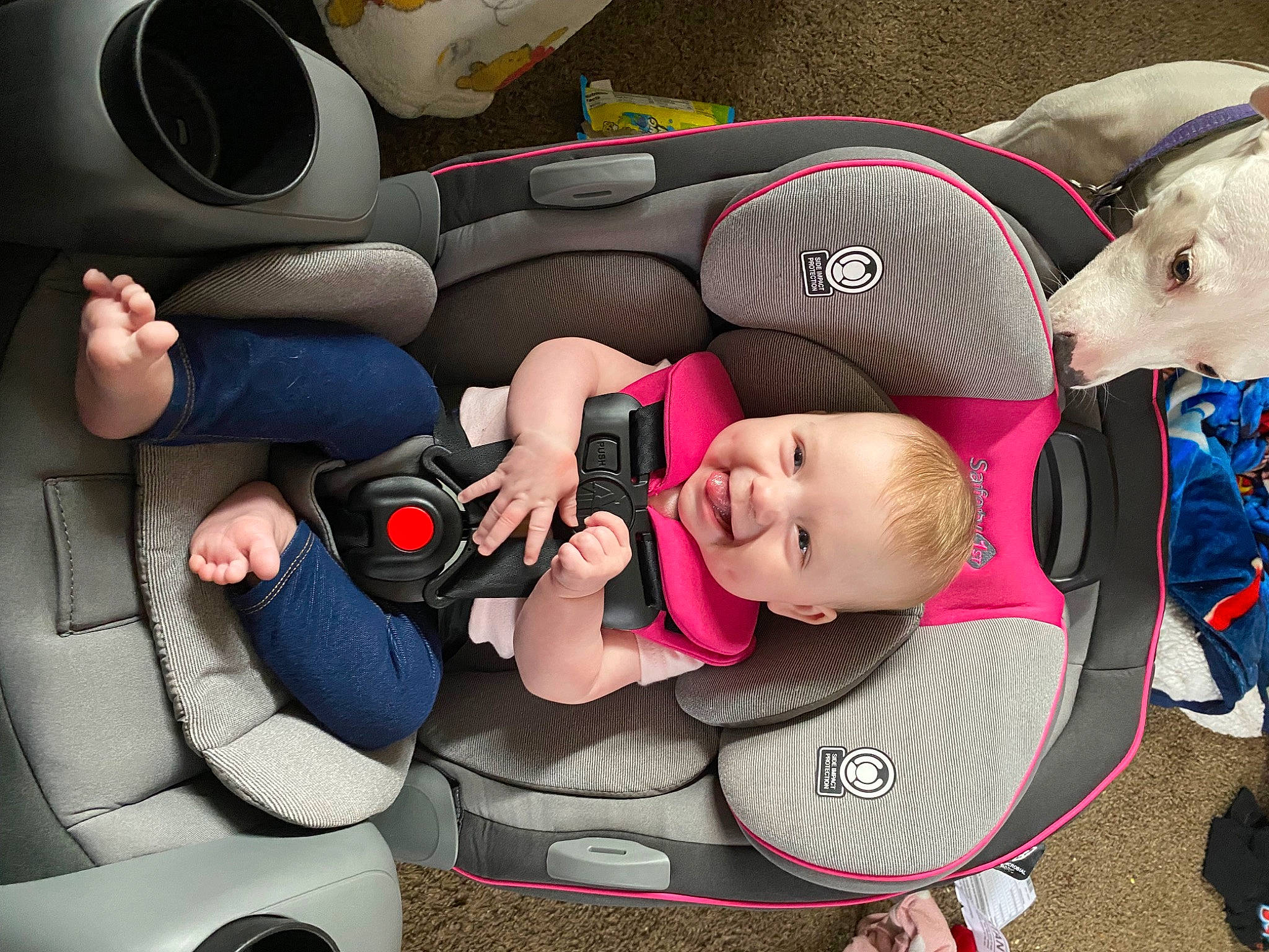 Paizley joined the competition — help win amazing prizes! auto_part, automotive_design, baby, baby_carriage, baby_products, car, car_seat, carmine, child, comfort, dog, family_car, fun, head_restraint, joy, person, product, service, toddler, vehicle_door