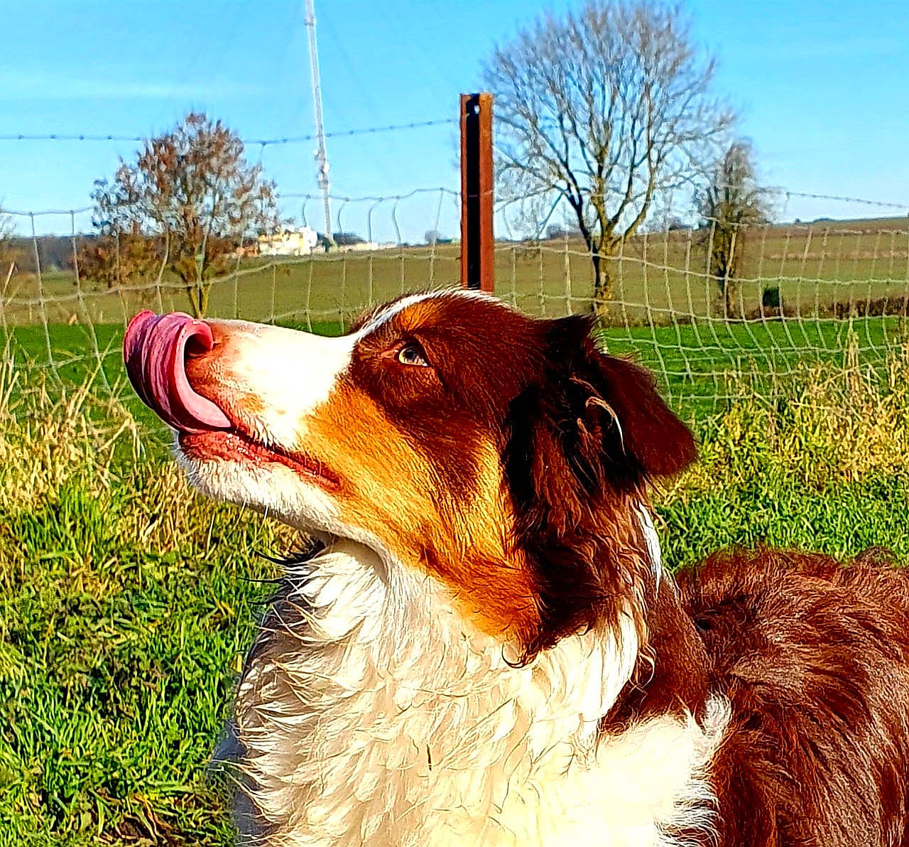 Rebelle a rejoint le concours — aidez-le/la à gagner de superbes lots ! art, canidae, carnivore, companion_dog, dog, dog_breed, fawn, fur, grass, herding_dog, liver, plant, sky, snout, sporting_group, terrestrial_animal, tree, whiskers, working_animal, working_dog