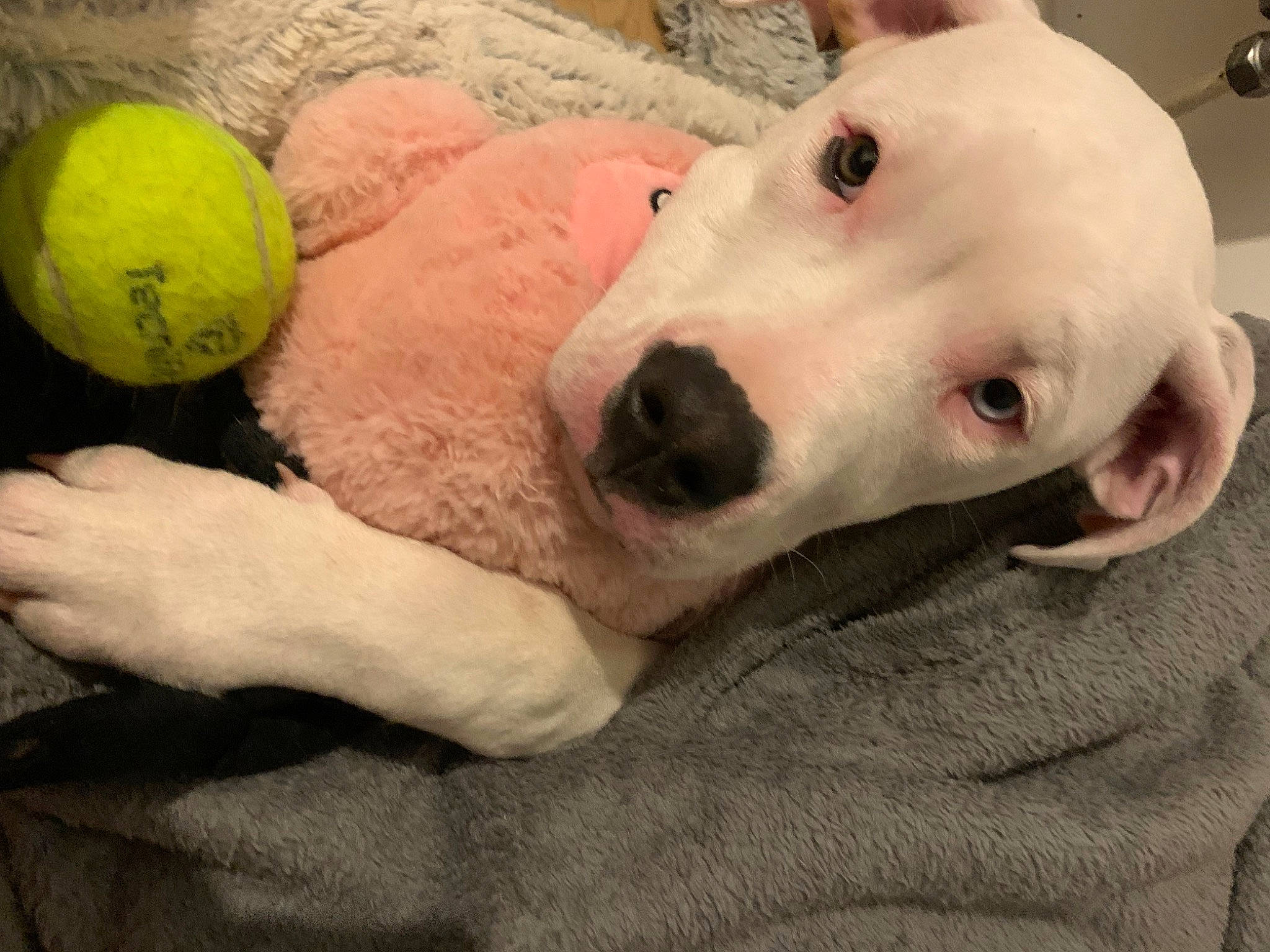 Jade participe au concours pour gagner de l'argent avec cette photo : ball, carnivore, collar, comfort, companion_dog, dog, dog_breed, dog_supply, dog_toy, paw, pet_supply, plush, sporting_group, sports_equipment, stuffed_toy, tennis_ball, terrestrial_animal, toy, whiskers, working_animal