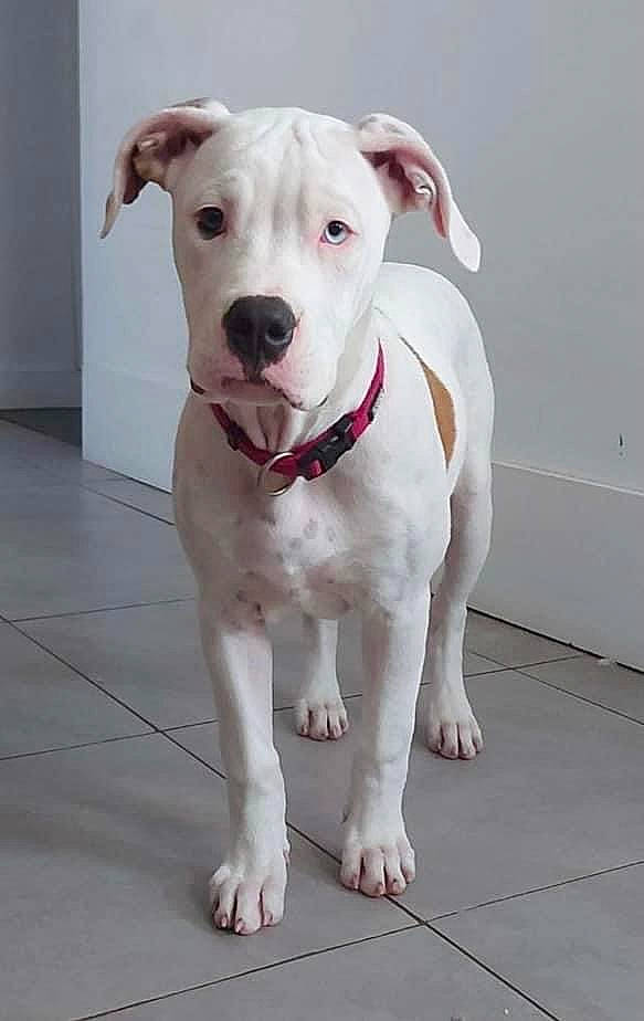 Jade participe au concours pour gagner de l'argent avec cette photo : canidae, carnivore, collar, companion_dog, dog, dog_breed, dog_collar, dog_supply, fawn, non_sporting_group, pet_supply, snout, sporting_group, symbol, working_animal