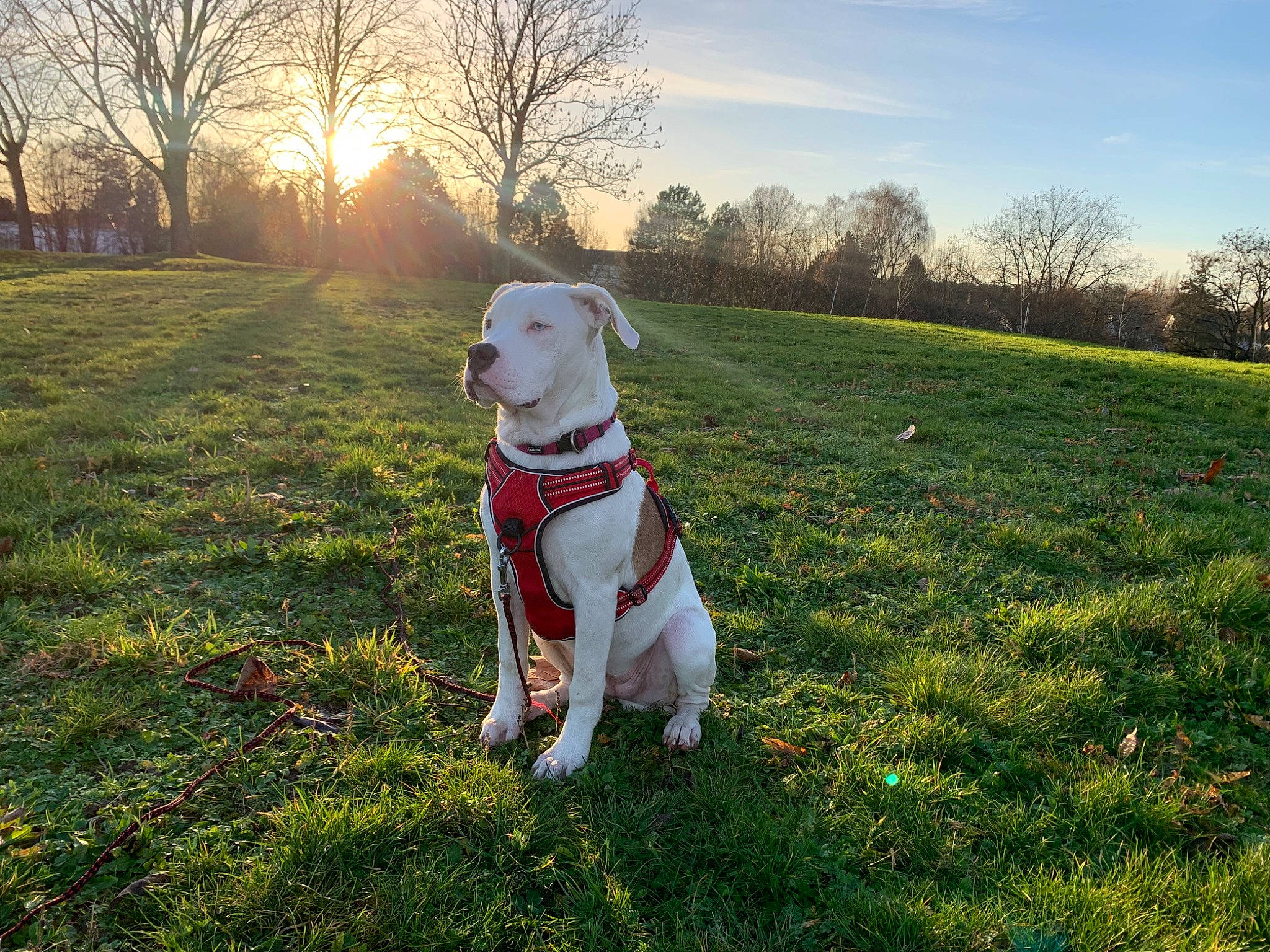 Jade participe au concours pour gagner de l'argent avec cette photo : carnivore, cloud, collar, companion_dog, dog, dog_breed, dog_collar, fawn, grass, grassland, landscape, lawn, meadow, people_in_nature, plant, sky, sporting_group, sunlight, tail, tree