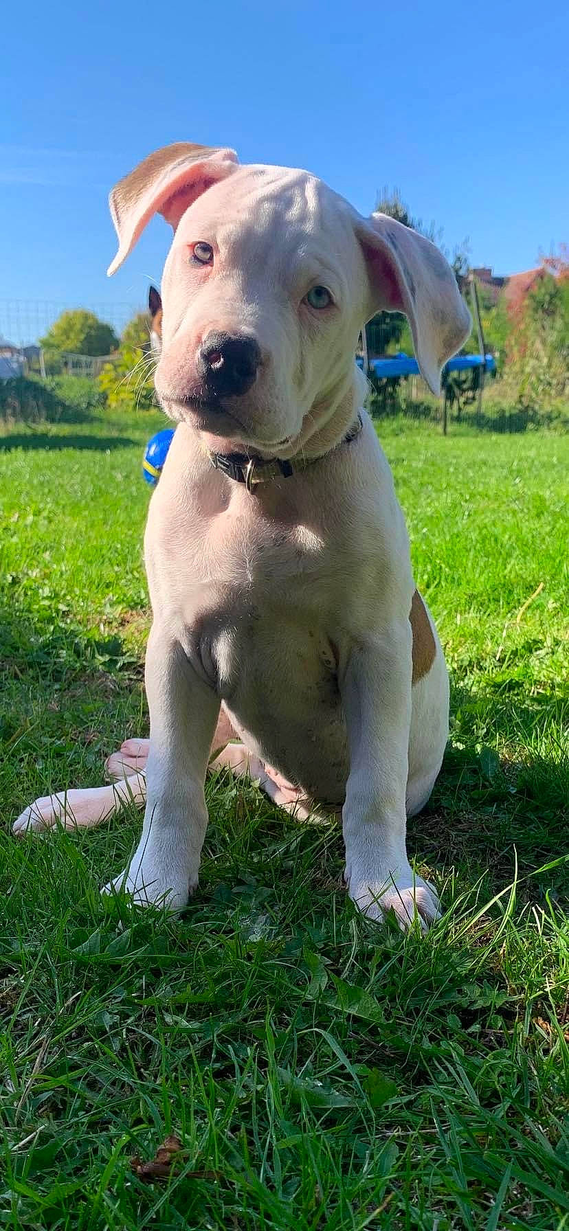 Jade a rejoint le concours — aidez-le/la à gagner de superbes lots ! canidae, carnivore, collar, companion_dog, dog, dog_breed, dog_collar, fawn, grass, grassland, non_sporting_group, pasture, plant, sky, snout, sporting_group, tail, tree, working_animal, working_dog