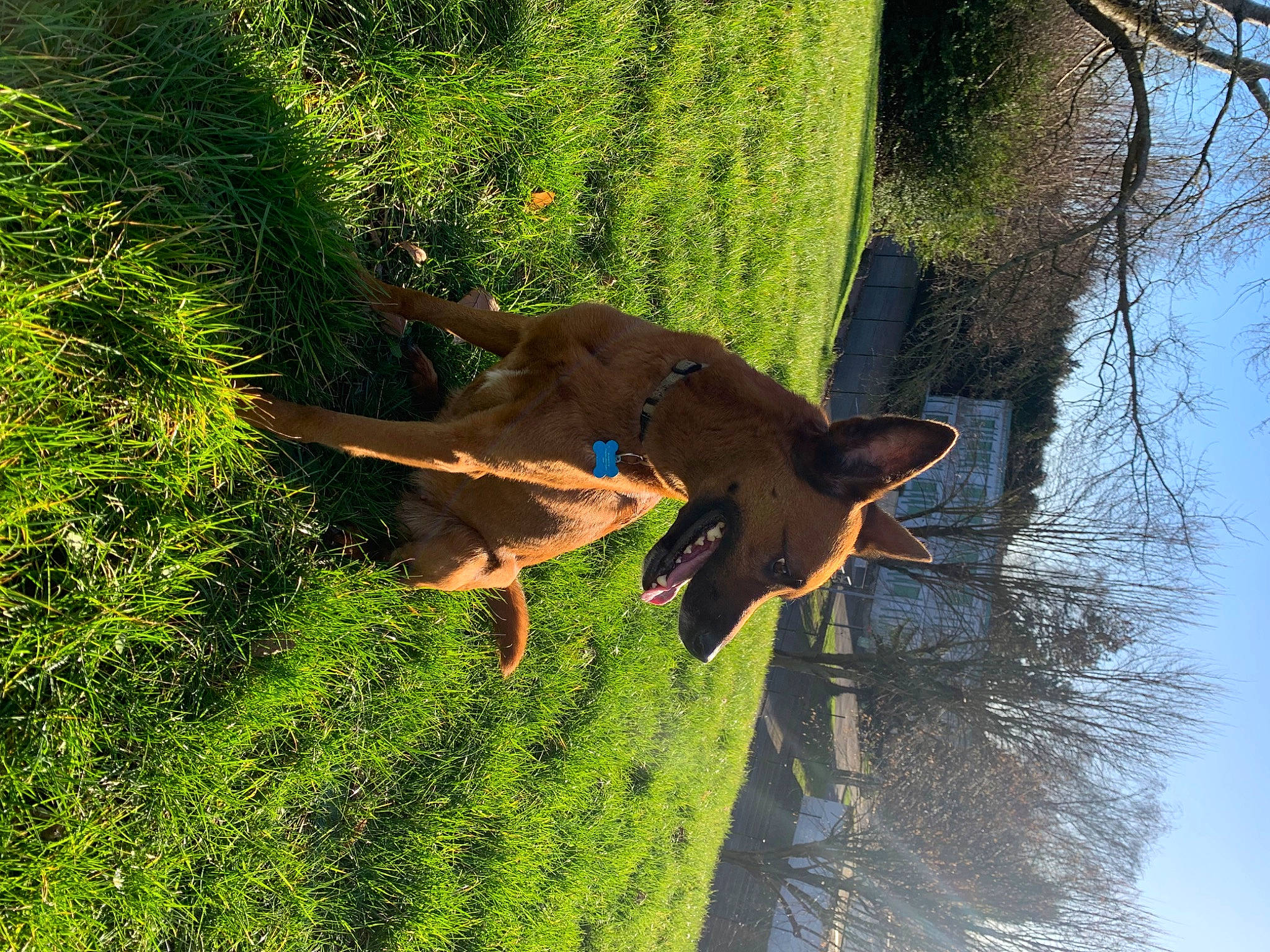 Mya participe au concours pour gagner de l'argent avec cette photo : canidae, carnivore, collar, companion_dog, dog, dog_breed, fawn, grass, hat, plant, shade, shadow, sky, sporting_group, sunlight, tail, tree, trunk, water, working_animal