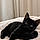 Onyx
