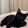 black_cat, kitten, pet, animal, feline, cute, lying_down, blanket, soft_texture, indoor, relaxed, curtains, cozy, young_cat, fur, whiskers, ears, eyes, portrait, resting