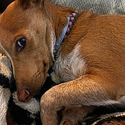 Katie joined the competition — help win amazing prizes! dog, pet, blanket, brown_fur, close_up, sleeping, collar, indoor, couch, cozy, nose, eye, paw, fur_texture, resting, domestic_animal, portrait, lounging, whiskers, bedding