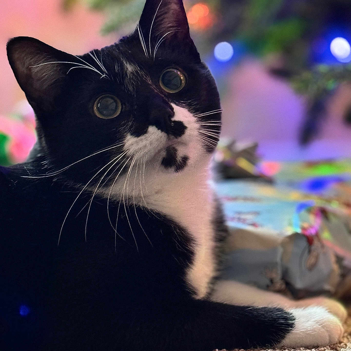 Gus