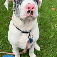 Ezio joined the competition — help win amazing prizes! puppy, dog, grass, outdoor, collar, leash, pet, young_dog, cute, sitting, animal, nature, canine, white_fur, black_spots, pink_nose, eyes, portrait, waiting, innocent