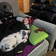 Ezio joined the competition — help win amazing prizes! person, dog, couch, blanket, pillow, controller, fan, door, baby_gate, carpet, purple_blanket, living_room, relaxing, sleeping_dog, indoor, casual, home, furniture, resting, comfort