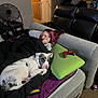 person, dog, couch, blanket, pillow, controller, fan, door, baby_gate, carpet, purple_blanket, living_room, relaxing, sleeping_dog, indoor, casual, home, furniture, resting, comfort