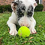 puppy, dog, tennis_ball, grass, outdoor, brick_building, window, greenery, pet, animal, cute, sniffing, close_up, playing, young_dog, ears, nose, white_fur, black_fur, nature