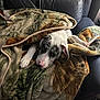 Ezio is registered to the contest to win money with this photo: dog, blanket, leather_couch, cozy, indoor, resting, snuggled, white_dog, black_spots, paw, fur, comfort, relaxed, pet, domestic_animal, canine, sleepy, home, couch, fabric