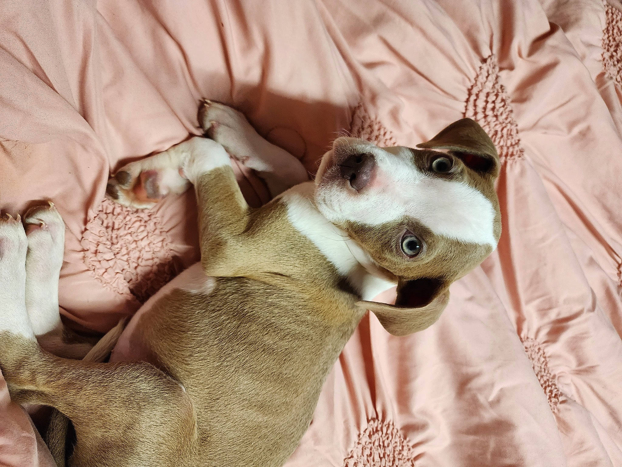 Sophia is registered to the contest to win money with this photo: canidae, carnivore, collar, comfort, companion_dog, dog, dog_breed, ear, fawn, felidae, fur, linens, nap, paw, small_to_medium_sized_cats, snout, sporting_group, toy_dog, whiskers, working_animal