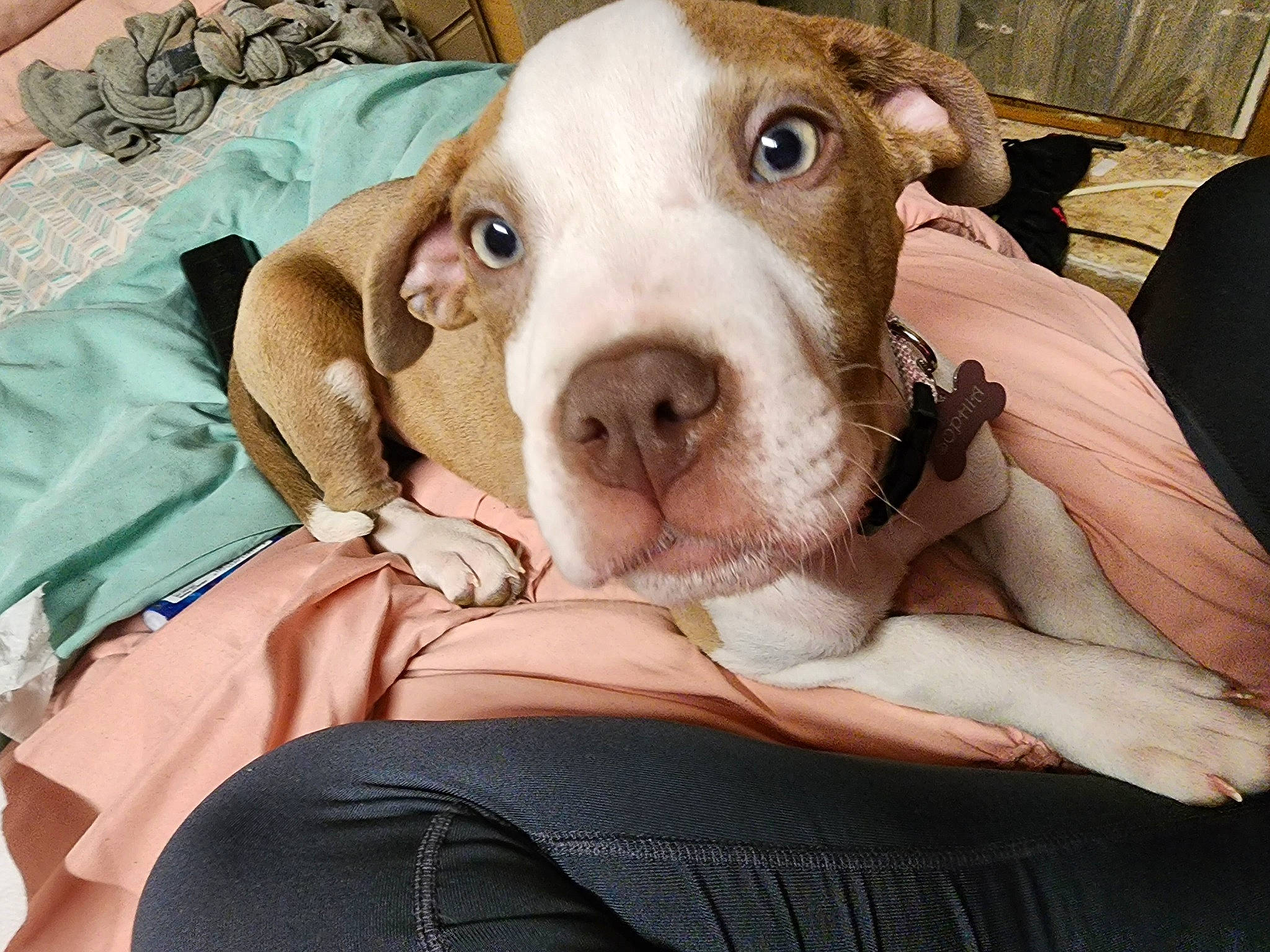 Sophia is registered to the contest to win money with this photo: ancient_dog_breeds, bedding, canidae, carnivore, comfort, companion_dog, dog, dog_breed, dog_supply, dogo_argentino, fawn, fur, guard_dog, hunting_dog, linens, non_sporting_group, sporting_group, terrestrial_animal, whiskers, working_animal