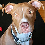 Brodee is registered to the contest to win money with this photo: dog, brown_dog, pet, collar, tag, close_up, indoors, animal, canine, face, ears, fur, nose, eyes, attention, toy, background, floor, chain, portrait