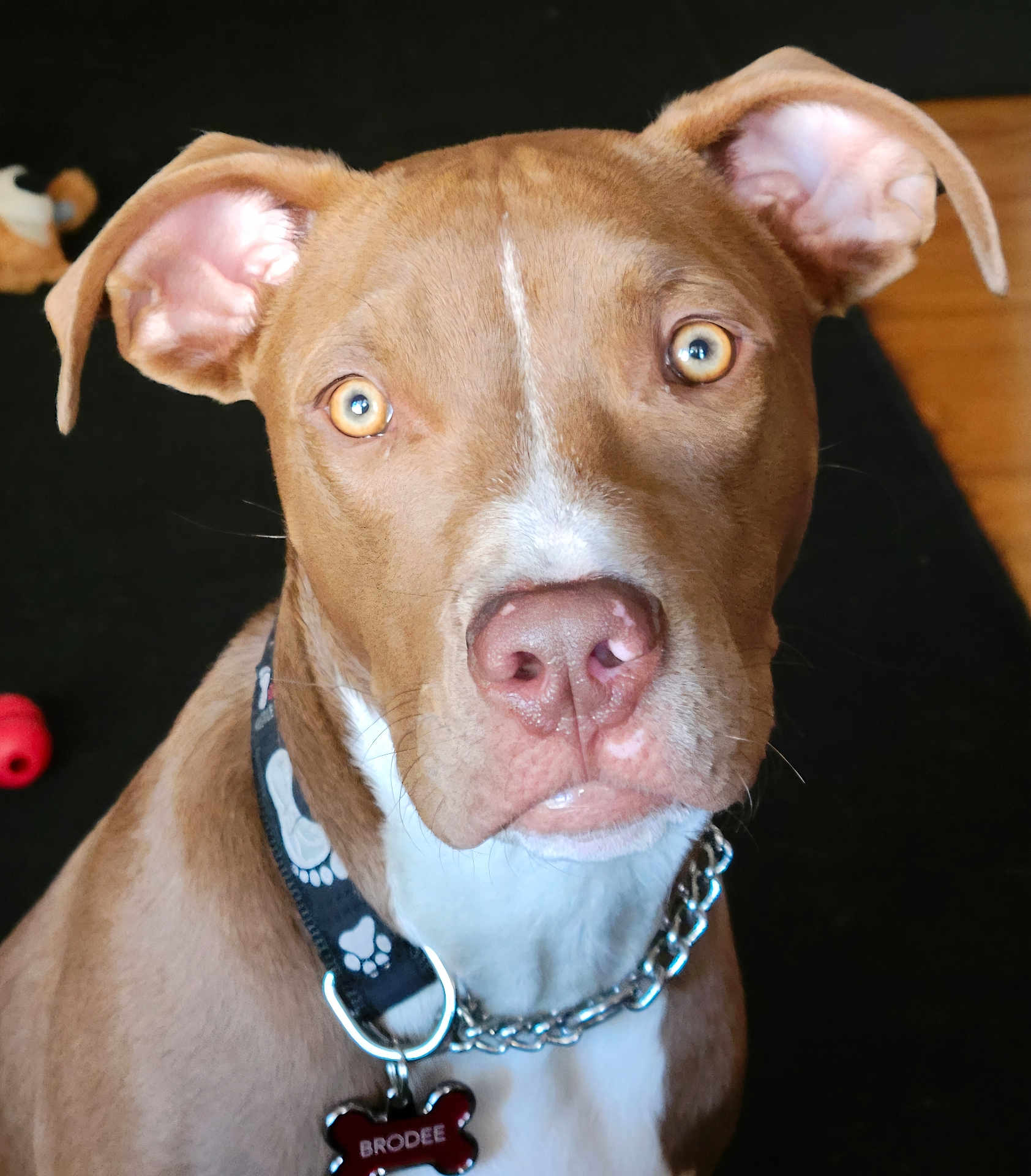 Brodee is registered to the contest to win money with this photo: dog, brown_dog, pet, collar, tag, close_up, indoors, animal, canine, face, ears, fur, nose, eyes, attention, toy, background, floor, chain, portrait