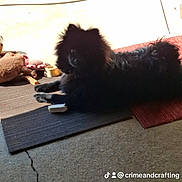 Bug is registered to the contest to win money with this photo: dog, black_dog, indoor, mat, toy, floor, shadow, pet, animal, lying_down, fur, dark, carpet, crack, resting, plaything, home, companion, cute, quiet