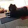 dog, black_dog, indoor, mat, toy, floor, shadow, pet, animal, lying_down, fur, dark, carpet, crack, resting, plaything, home, companion, cute, quiet