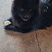 Bug joined the competition — help win amazing prizes! animal, black_dog, carpet, companion, concrete, crack, cute, dog, domestic_animal, floor, fluffy, friendly, fur, indoor, looking_at_camera, lying_down, pet, rug, small_treat, tongue_out