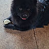 animal, black_dog, carpet, companion, concrete, crack, cute, dog, domestic_animal, floor, fluffy, friendly, fur, indoor, looking_at_camera, lying_down, pet, rug, small_treat, tongue_out