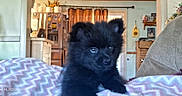 Bug is registered to the contest to win money with this photo: black_fur, blanket, cozy, curious, curtains, cute, dog, ears, eyes, furniture, home, indoor, kitchen, pet, puppy, refrigerator, sitting, small, young, zigzag_pattern