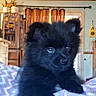 black_fur, blanket, cozy, curious, curtains, cute, dog, ears, eyes, furniture, home, indoor, kitchen, pet, puppy, refrigerator, sitting, small, young, zigzag_pattern