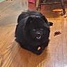animal, bag, black_dog, chew_toy, cute, dog, domestic, floor, floorboards, furniture_leg, household, indoor, looking_up, lying_down, open_mouth, pet, pink_bag, playful, toy, wooden_floor