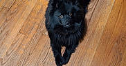 Bug is registered to the contest to win money with this photo: animal, black_dog, canine, companion, cozy, curious, cute, dog, domestic_animal, floor, fur, home, indoor, looking_up, lying_down, pet, relaxed, small_dog, sprawled, wooden_floor