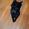 Bug is registered to the contest to win money with this photo: animal, black_dog, canine, companion, cozy, curious, cute, dog, domestic_animal, floor, fur, home, indoor, looking_up, lying_down, pet, relaxed, small_dog, sprawled, wooden_floor