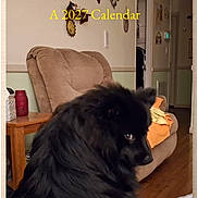 Bug joined the competition — help win amazing prizes! dog, black_dog, fluffy, living_room, armchair, side_table, calendar, wall_decor, hardwood_floor, blanket, orange_blanket, jar, doorway, home_interior, pet, portrait, screenshot, website_header, furniture, cozy