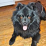 Bug is registered to the contest to win money with this photo: animal, black_dog, canine, companion, cute, dog, domestic, face, friendly, fur, happy, household, indoor, kitchen, mammal, paw, pet, playful, tongue_out, wooden_floor