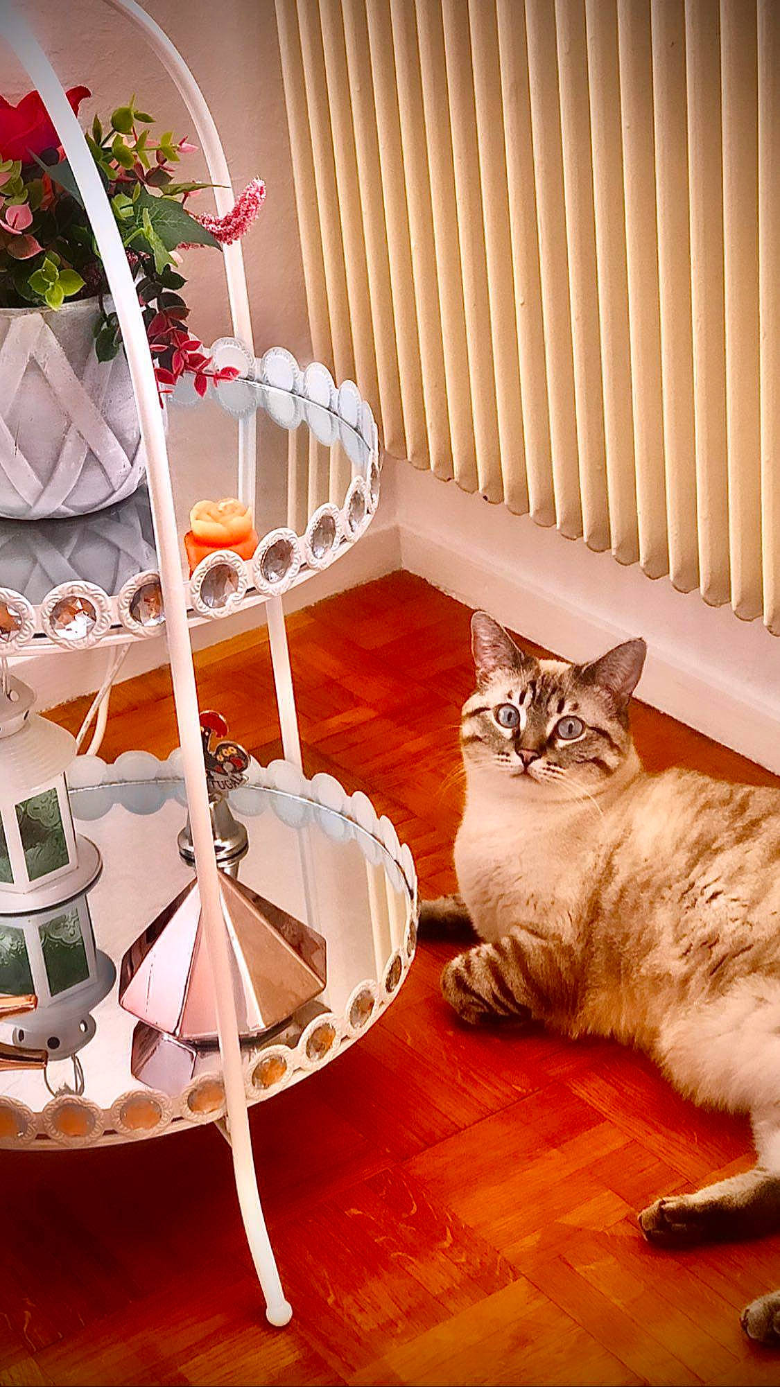 Miah a rejoint le concours — aidez-le/la à gagner de superbes lots ! carnivore, cat, chair, comfort, couch, curtain, decoration, fawn, felidae, flooring, hardwood, interior_design, laminate_flooring, room, small_to_medium_sized_cats, table, tail, whiskers, window, wood