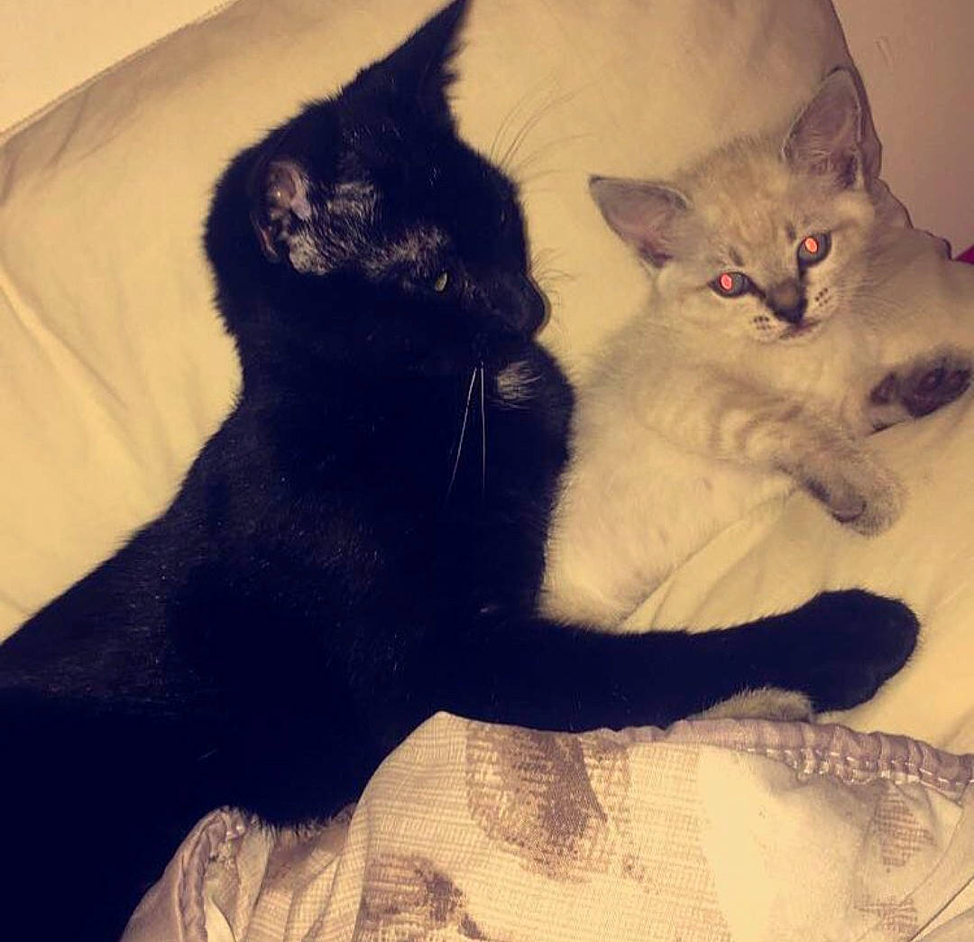 Miah a rejoint le concours — aidez-le/la à gagner de superbes lots ! bed, black_cat, bombay, carnivore, cat, claw, cloud, comfort, domestic_short_haired_cat, felidae, fur, gesture, iris, nap, paw, sitting, small_to_medium_sized_cats, snout, tail, whiskers