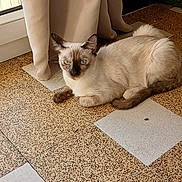 Noa a rejoint le concours — aidez-le/la à gagner de superbes lots ! cat, siamese_cat, blue_eyes, pet, animal, feline, indoor, home, curtain, window, tile_floor, lying_down, lounging, cream_fur, dark_ears, dark_face, dark_tail, portrait, domestic_animal, photography