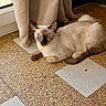 cat, siamese_cat, blue_eyes, pet, animal, feline, indoor, home, curtain, window, tile_floor, lying_down, lounging, cream_fur, dark_ears, dark_face, dark_tail, portrait, domestic_animal, photography