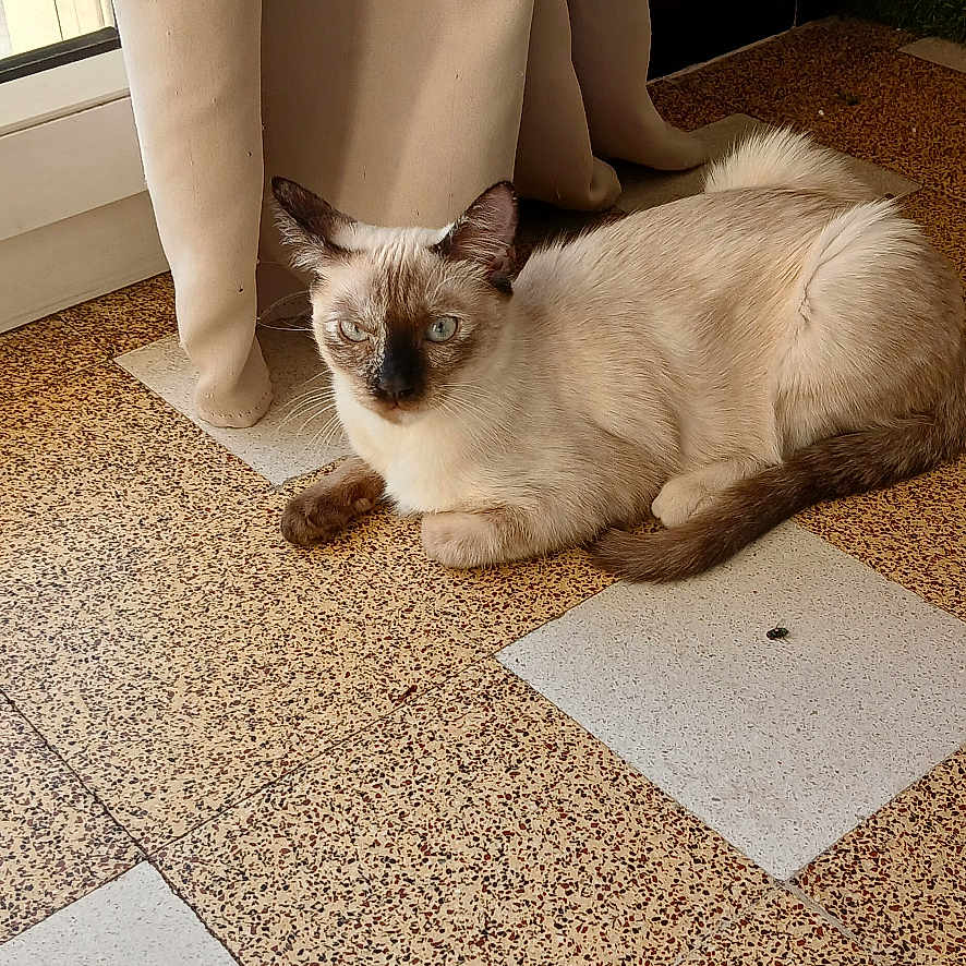 Noa